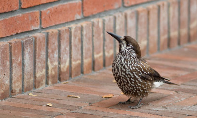 Spotted nutcracker / Notenkraker