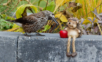 Spotted nutcracker / Notenkraker