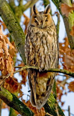 Long-eared owl / Ransuil