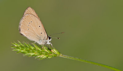 Piedmont Anomalous Blue / Aosta Esparcette blauwtje