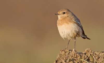 Pied wheatear / Bonte tapuit