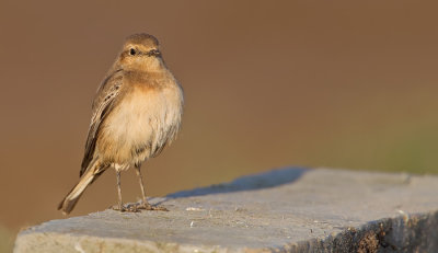 Pied wheatear / Bonte tapuit