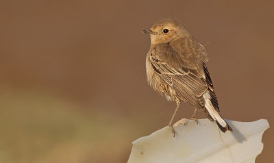 Pied wheatear / Bonte tapuit