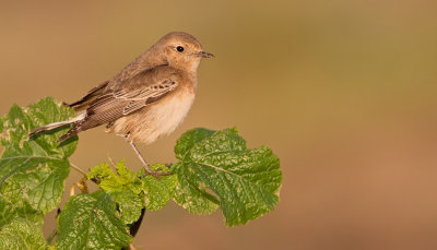 Pied wheatear / Bonte tapuit