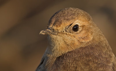 Pied wheatear / Bonte tapuit