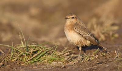 Pied wheatear / Bonte tapuit