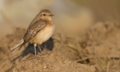 Pied wheatear / Bonte tapuit