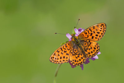 Pearl-bordered Fritillary / Zilvervlek