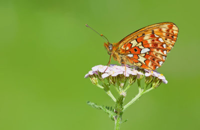 Pearl-bordered Fritillary / Zilvervlek