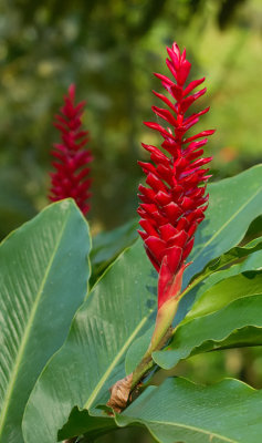 Alpinia purpurata