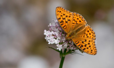 High Brown Fritillary / Bosrandparelmoervlinder