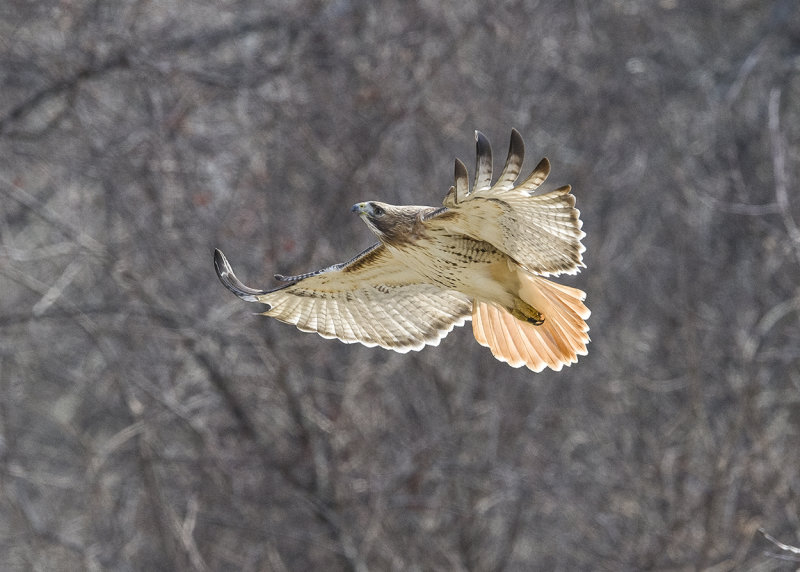 _DSC1402-1.jpg