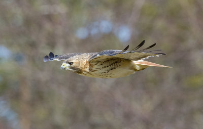 _DSC1415-1.jpg