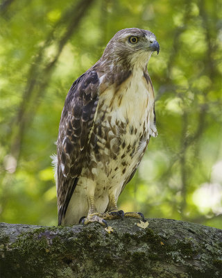 _DSC98571.jpg