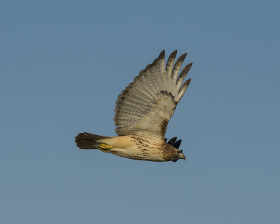 _DSC95121.jpg