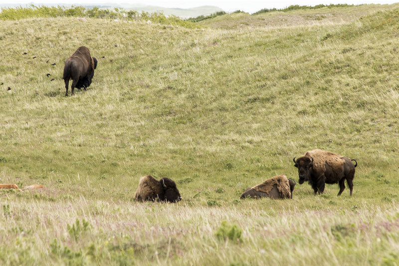 Plains Bison