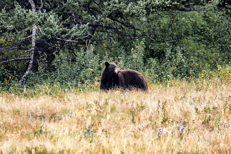 Momma Bear