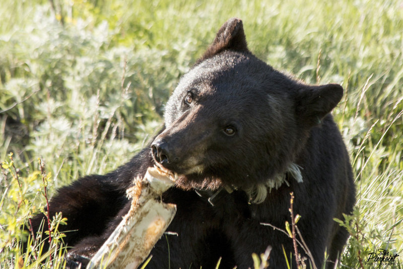 Black Bear