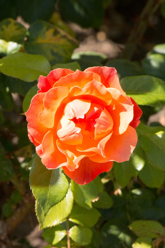 IMG_8306w.jpg