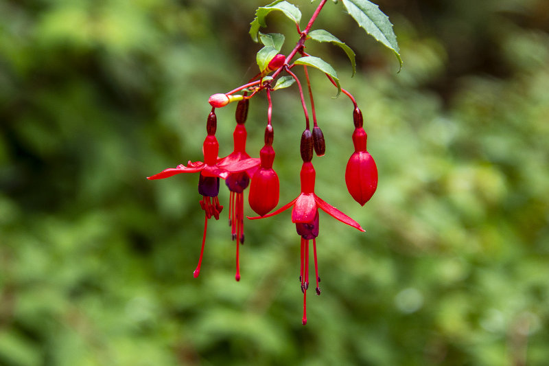 Fuchsia at Milner Gardens & Woodland