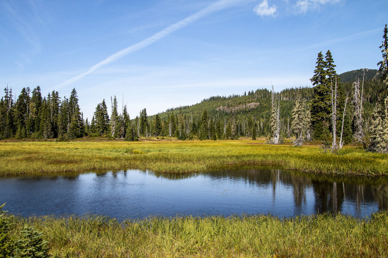 Paradise Meadows Loop Trail, Strathcona Provincial Park