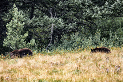 Momma & Baby Bear