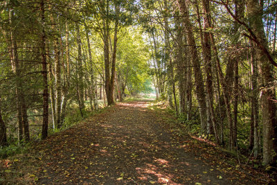 Woodland trail at Little Qualicum Hatchery