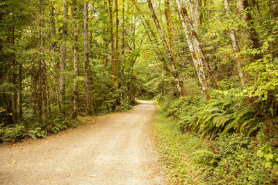 Road to the Falls at Stamp River Provincial Park