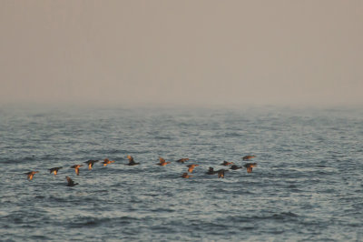 Common Scoter in late evening.jpg