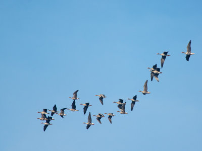 Many flocks of White-fronted passed by.jpg