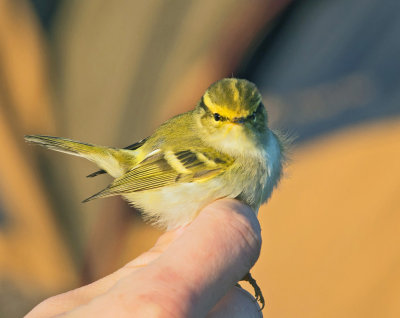 Pallas's Leaf Warbler ringed.jpg