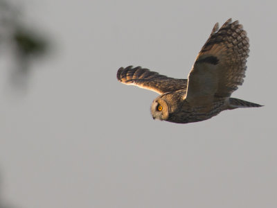 Long-eared Owl.jpg