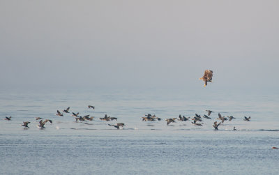 Cormorants on the menu.jpg