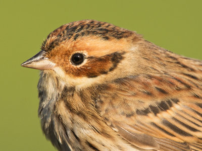 Little Bunting ringed.jpg