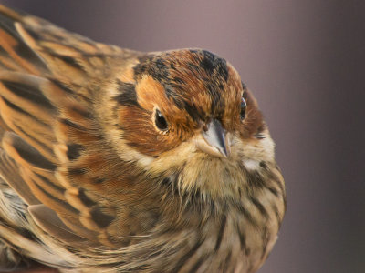 Little Bunting recaptured after two days.jpg