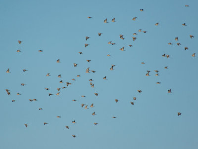 Wood Pigeons passed Cape Ottenby in large flocks.jpg