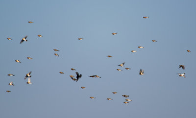 Bramblings passing in great numbers over Cape Ottenby.jpg