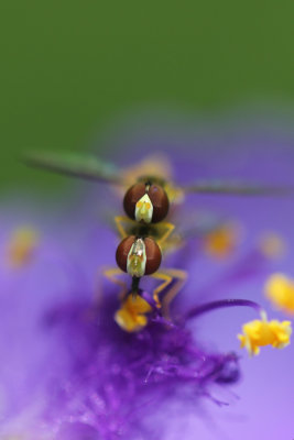 Bee Flies Mating.jpg