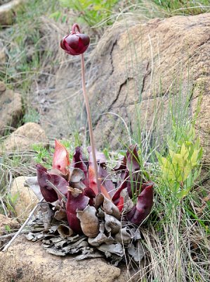 Pitcher plant in bloom