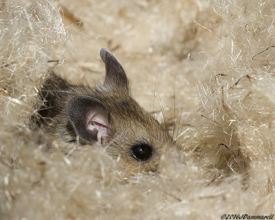 Deer Mouse