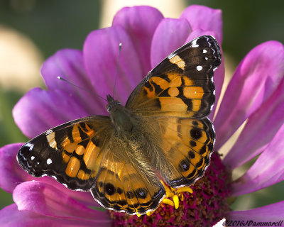 American Lady Butterfly  Vanessa virginiensis