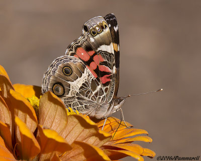Vanessa virginiensis  American Lady Butterfly