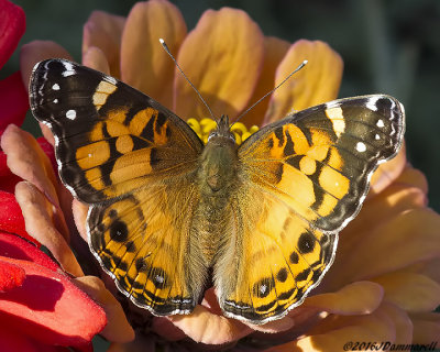 American Lady Butterfly  Vanessa virginiensis