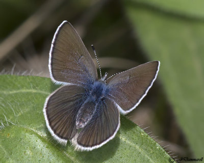 Silvery Blue Butterfly female Glycopsyche ligdamus