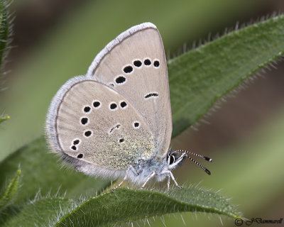 Silvery Blue Butterfly female   Glycopsyche ligdamus