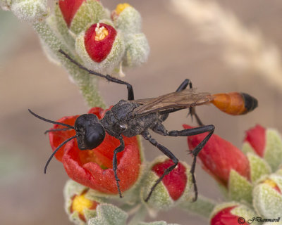 Ammophila Wasp