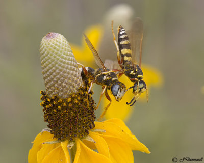 Philanthus Wasps on Ratibida