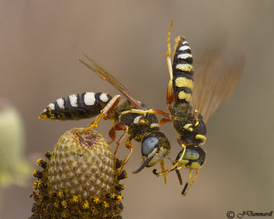 Philanthus Wasps