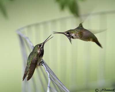Calliope Hummingbird males