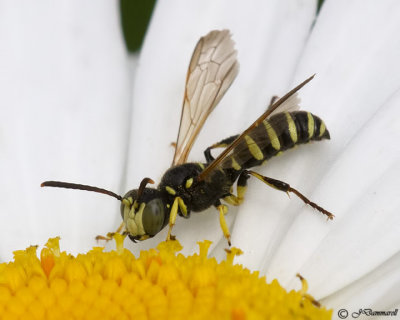 Cerceris Weevil Wasp